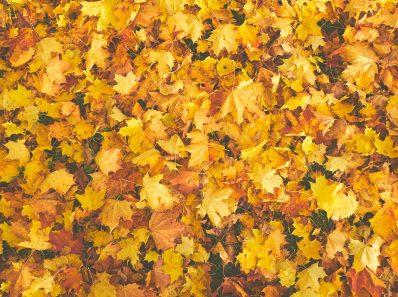 yellow dry maple